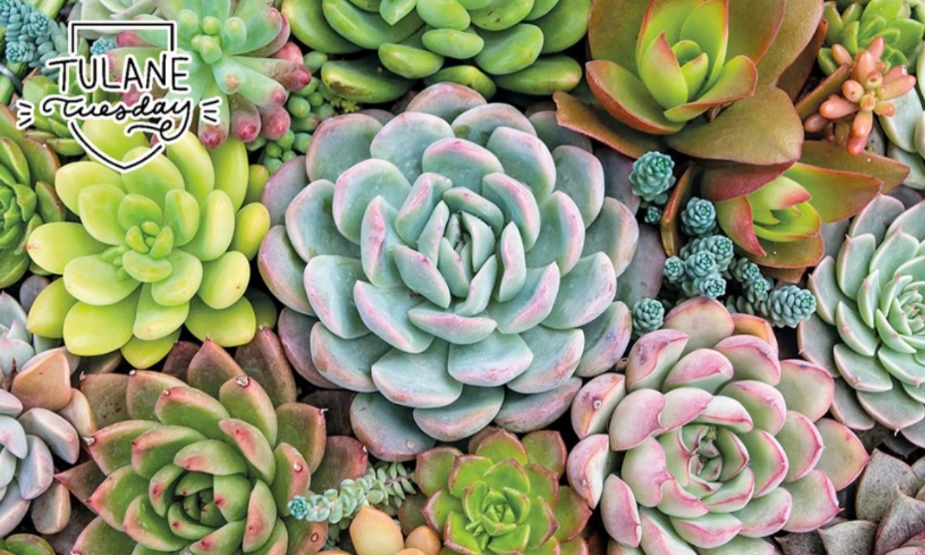 Tulane Tuesday | Succulents illustration