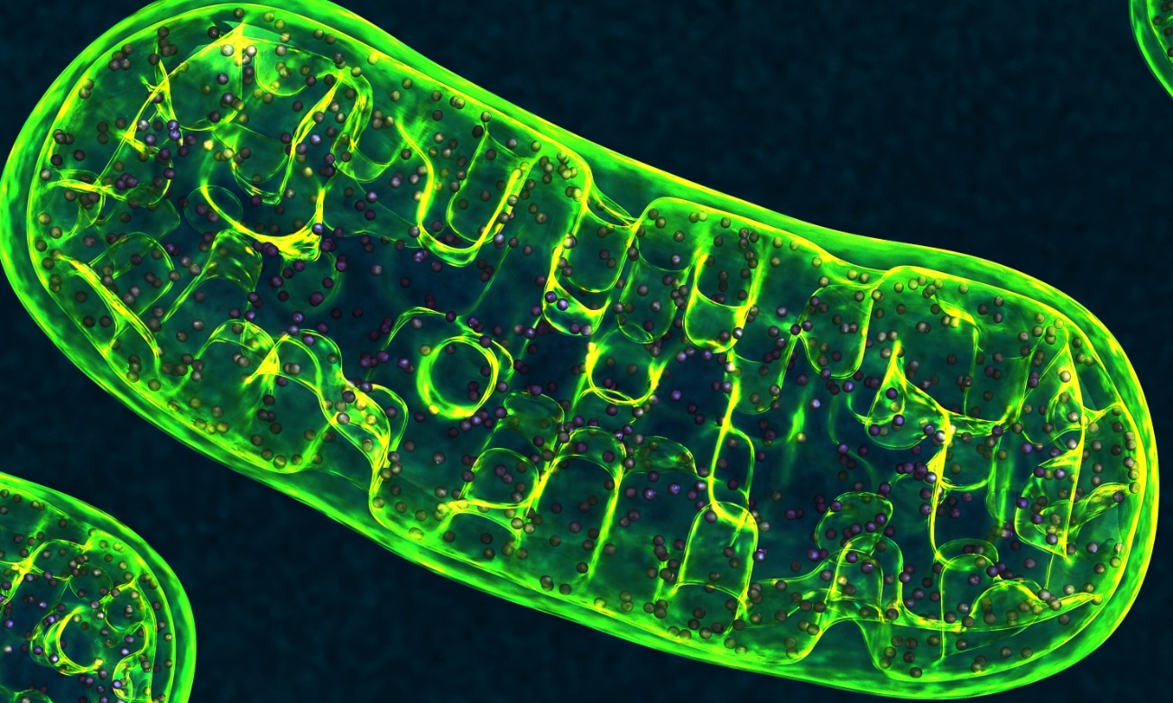 The Forty-Ninth Annual Fred W. Schueler Distinguished Lectureship in Pharmacology illustration