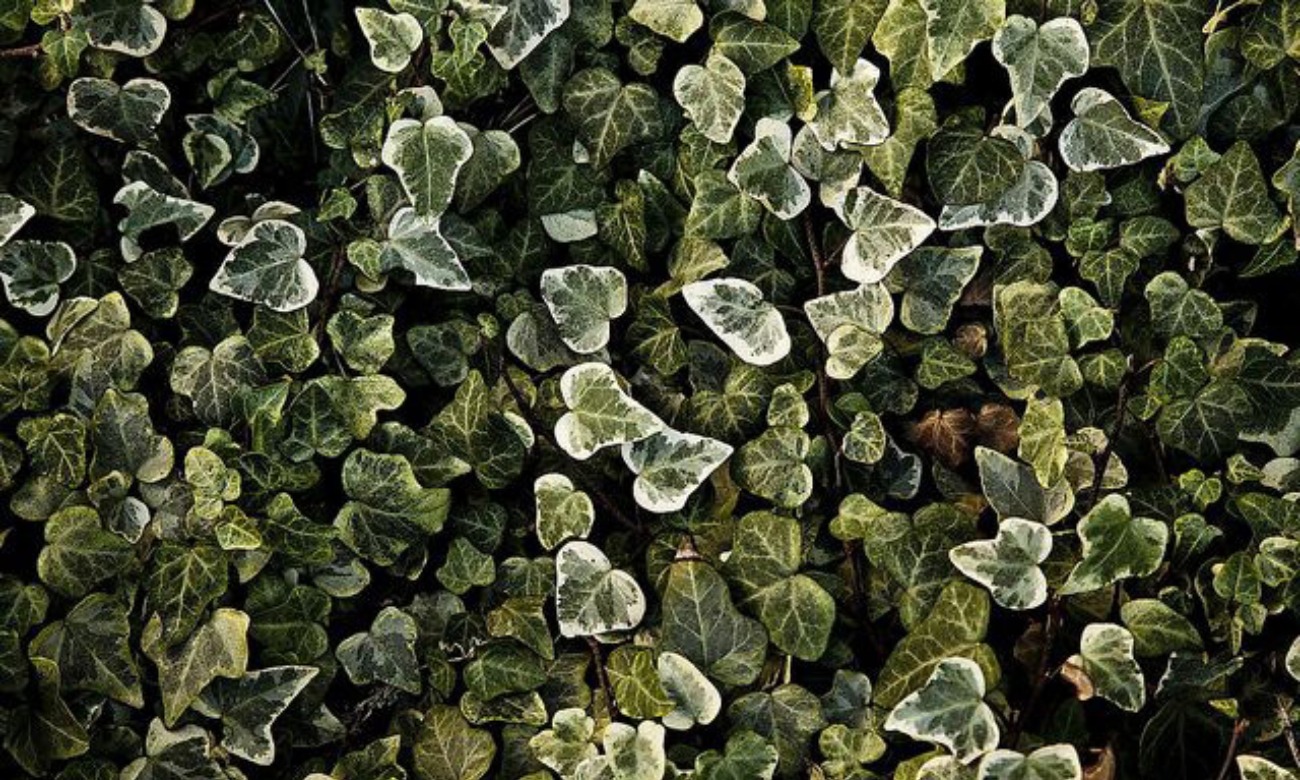 SOM IVY DAY 2025 illustration