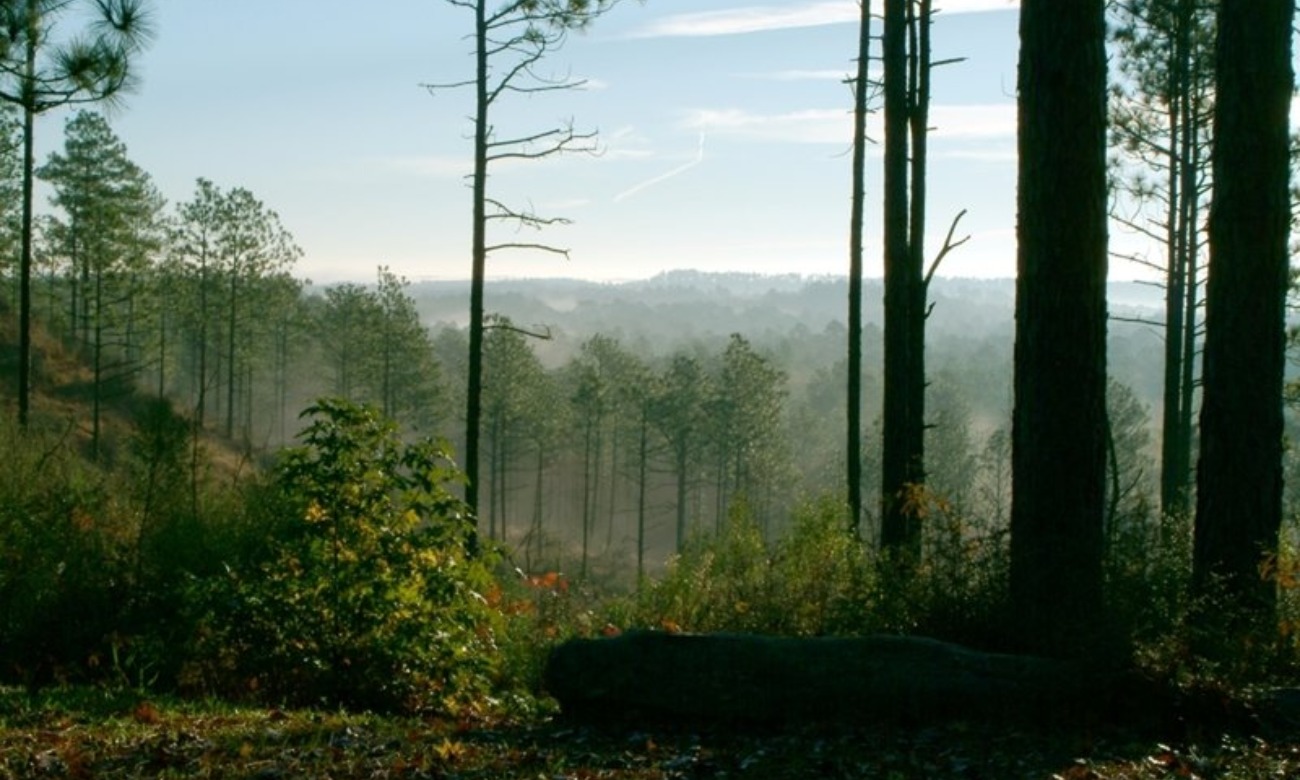 Kisatchie Backpacking illustration