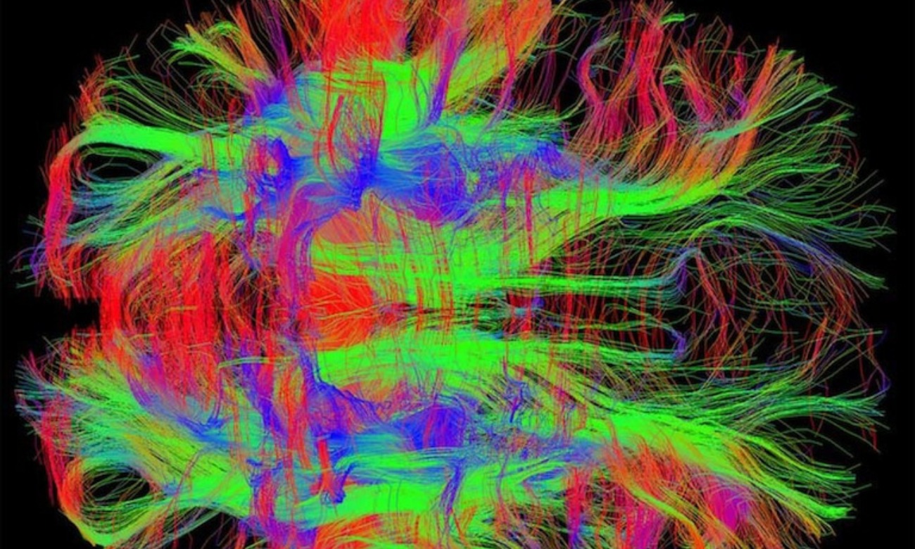 Downtown Uptown Northshore Neuroscience Krewe DUNNK (December): Mostany Lab illustration