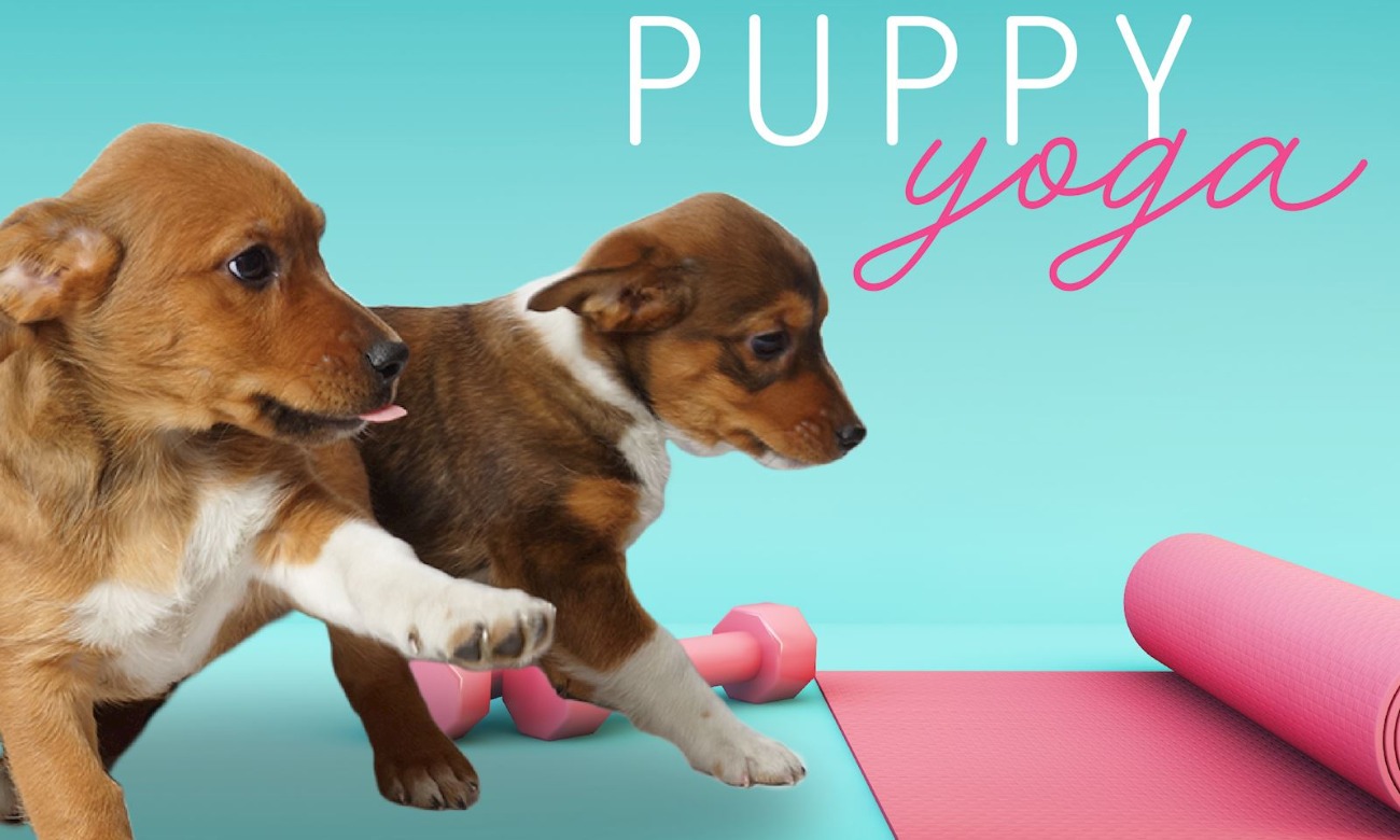 Puppy Yoga  illustration