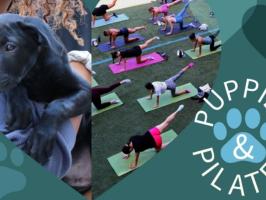 Puppies and Pilates illustration