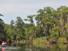 Cane Bayou Paddle illustration