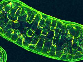 The Forty-Ninth Annual Fred W. Schueler Distinguished Lectureship in Pharmacology illustration