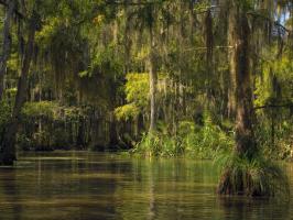 Swamp Tour! - Environmental Sciences Department and Tulane Earth Science Club illustration