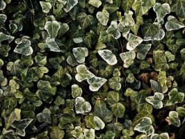 SOM IVY DAY 2025 illustration