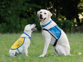 Unleash Justice: Put an End to Service Dog Scams illustration