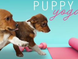 Puppy Yoga  illustration