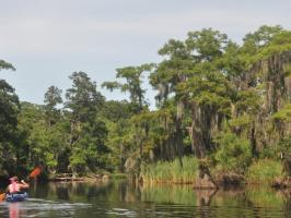 Cane Bayou Paddle illustration